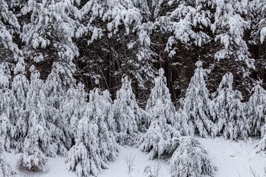 Evergreen trees at the treeline of a forest are weighed down by a heavy layer of snow in the winter.