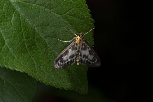 Orange, white and black magpie moth with long antennae perches on a wide dark green leaf against a plain back background. Small moth with black eyes.
