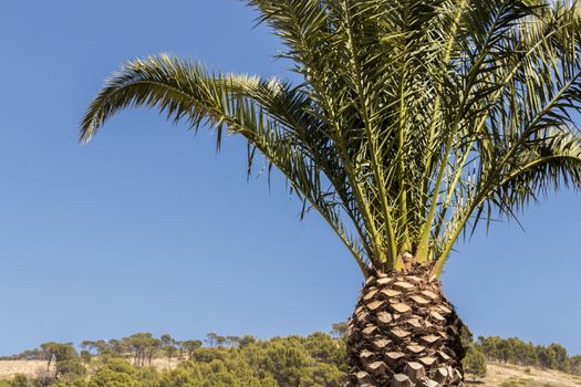 Palm, palm plant, tree, crown of a palm tree in dry Cape Town in South Africa with blue sky.