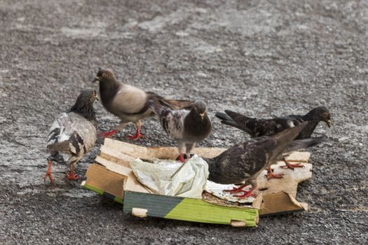 Pigeons eat fast food pizza cheeseburger from the ground in Cape Town, South Africa.