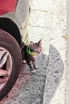 Cute cat with green collar, hiding behind car tires. Cape Town, South Africa.