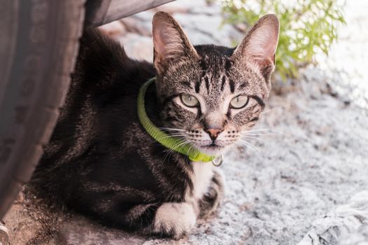 Cute cat with green collar, hiding behind car tires. Cape Town, South Africa.