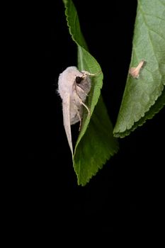 Bright cream colored moth clings to vibrant green leaf in this image with a black plain background. Deep black eyes, and a birch seed on adjacent leaf