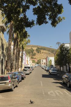 Street with palmy and many colorful houses in the Bo Kaap district in Cape Town, South Africa.