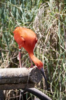 Scarlet ibis eating a small fish, colorful, wood, green