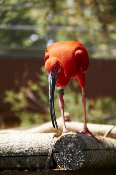 Scarlet ibis eating a small fish, colorful, wood, green