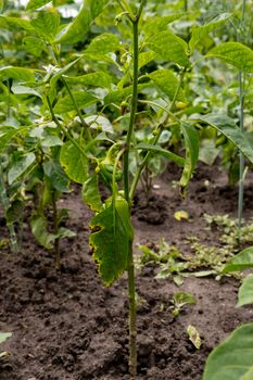 Bell pepper grows in the garden. Green pepper.