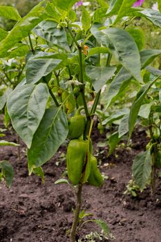 Bell pepper grows in the garden. Green pepper.