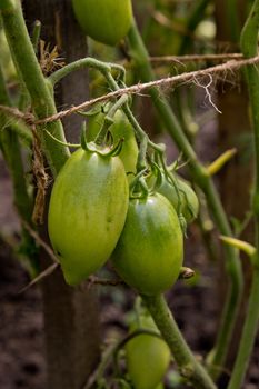 Green tomatoes on a branch in garden.