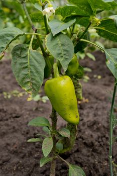 Bell pepper grows in the garden. Green pepper.