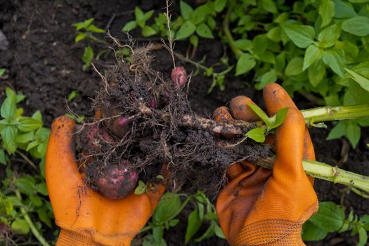 Collection of fresh raw potatoes. A farmer in orange gloves harvests potatoes. Closeup.