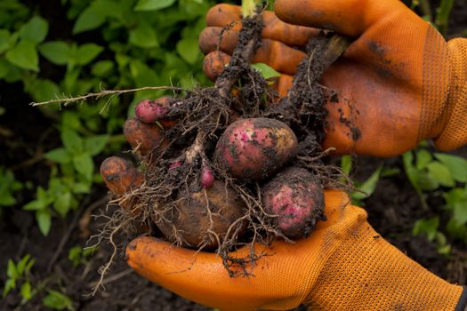 Collection of fresh raw potatoes. A farmer in orange gloves harvests potatoes. Closeup.