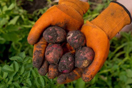 A farmer in orange gloves harvests potatoes. Collection of fresh raw potatoes. Closeup.