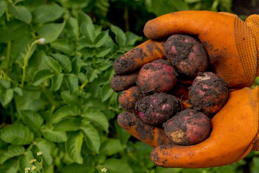 A farmer in orange gloves harvests potatoes. Collection of fresh raw potatoes. Closeup.