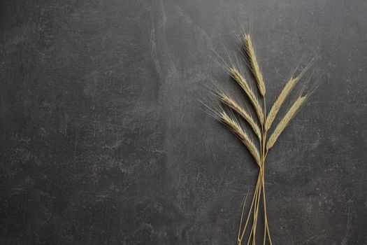 Ears of wheat on a gray background. Top view, grain. Ripe wheat. For baking bread. High quality photo