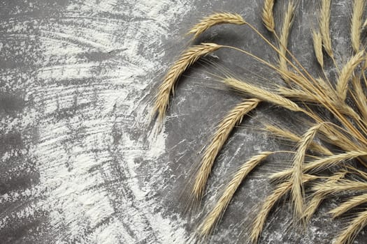 Ears of wheat and flour on a gray background. Top view, grain. Ripe wheat. For baking bread. High quality photo