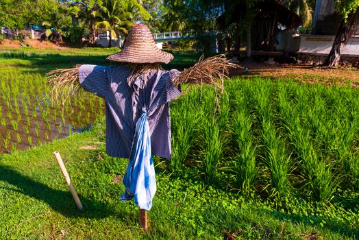 A wide angle photo of a scarecrow wearing a  straw hat in a rice plantation