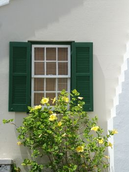 House with shutters on window, green bush with yellow flowers