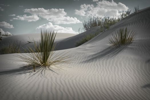 White desert with green bushes