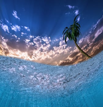 View from under the water to tropical palm tree