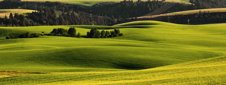 Green and Amber Fields and Gentle Rolling Hills