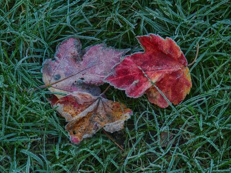 Frost on maple leaves and grass