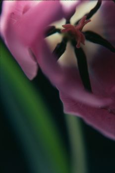 Close up of interior of purple tulip