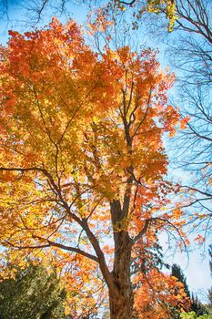 Beautiful autumn maple tree
