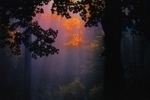 Painterly Autumn Trees and Light