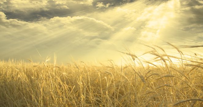 Golden Field of Wheat and Sky. Sunset or sunrise