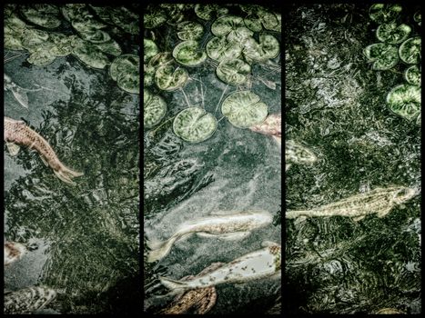 Koi fish in the garden pond