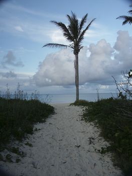 Palm tree on sandy beach. Cumulus clouds in the sky