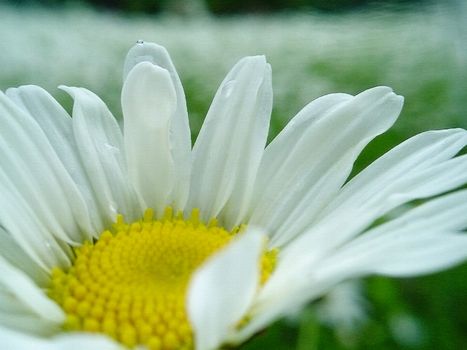 Camomile bud close up