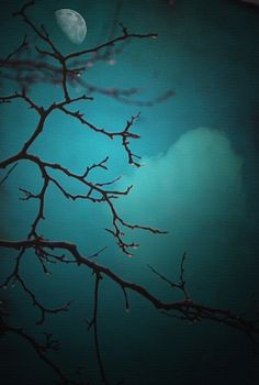 Branch of tree with water drops. Moon.