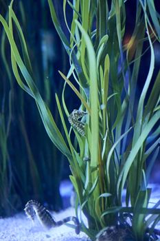 Seahorses on plants at the bottom of the sea, lonely, yellow stone, eating