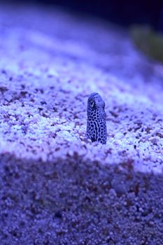 Garden eel coming out from the sand, sea floor, bright