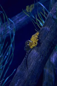 Seahorse on a log at the bottom of the sea, lonely, yellow stone, eating