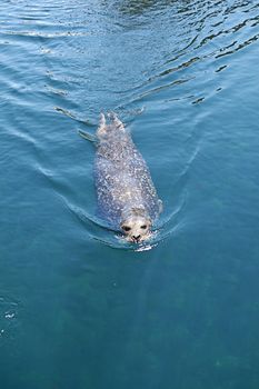 Common seal swimming by the surface of the water, mammal, sunny day, nose