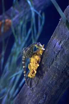 Seahorse on a log at the bottom of the sea, lonely, yellow stone, eating