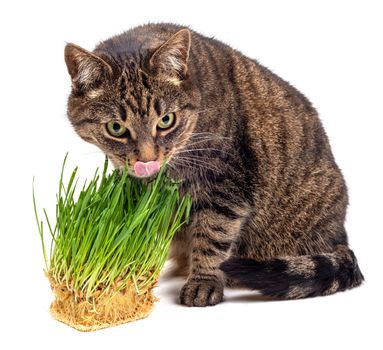 Yellow eyed tabby cat eating fresh green hydroponic oats sprouts close-up isolated on white background with selective focus and blur. Licking its nose with pink tongue.