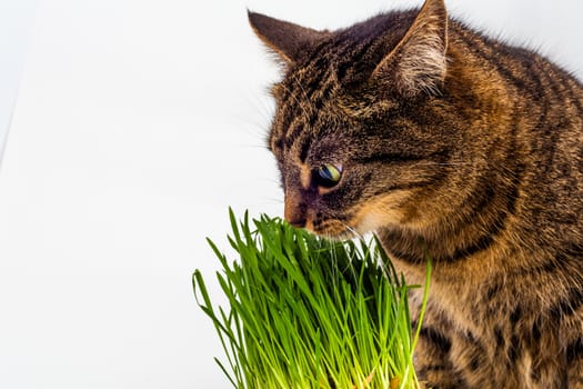 Yellow eyed tabby cat eating fresh green grass close-up on white background with selective focus and blur.