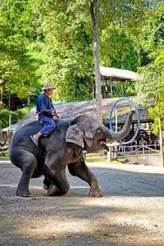 CHIANGMAI - NOVEMBER 14, 2016: Tourist enjoying the elephant shows at  Mae Sa Elephant Camp in Chiang Mai, Thailand