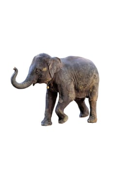 The elephants on white background with clipping path