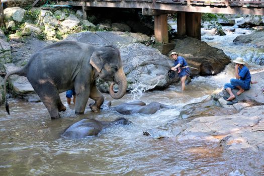 CHIANG MAI - THAILAND: NOVEMBER 14, 2016 - The elephants take the daily bath in the riveron November 14, 2016 at Mae Sa Elephant  Camp in Chiang Mai, Thailand