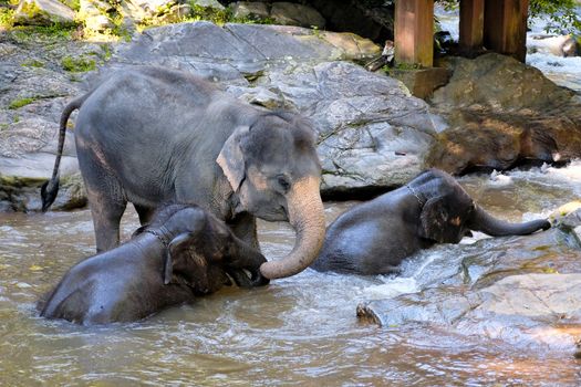 elephants enjoy bathing at a small waterfall