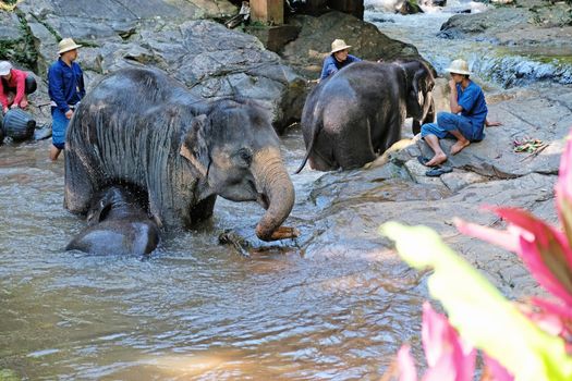 CHIANG MAI - THAILAND: NOVEMBER 14, 2016 - The elephants take the daily bath in the riveron November 14, 2016 at Mae Sa Elephant  Camp in Chiang Mai, Thailand