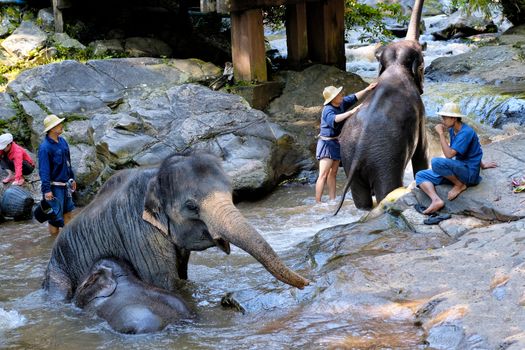 CHIANG MAI - THAILAND: NOVEMBER 14, 2016 - The elephants take the daily bath in the riveron November 14, 2016 at Mae Sa Elephant  Camp in Chiang Mai, Thailand