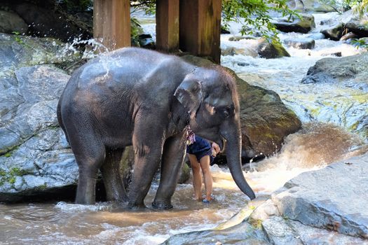 elephants enjoy bathing at a small waterfall