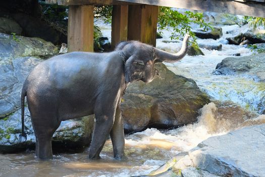 elephants enjoy bathing at a small waterfall
