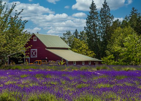 A field of purple lavender with a red barn in the background